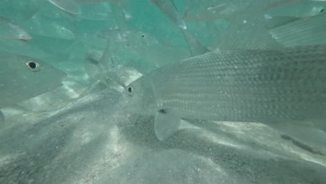 Nahaufnahme-Der-Grätenfische,-Die-In-Einer-Gruppe-Unter-Wasser-Im-Klaren,-Türkisfarbenen-Wasser-Schwimmen