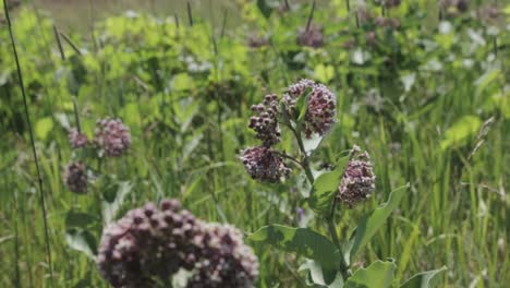 la belleza escénica de las flores y la variedad de hierba en los campos verdes con aire fresco - primer plano