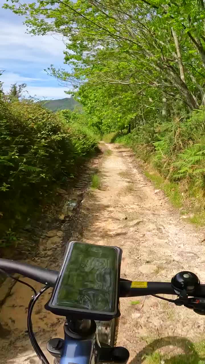 Mountain Biking on a Forest Trail