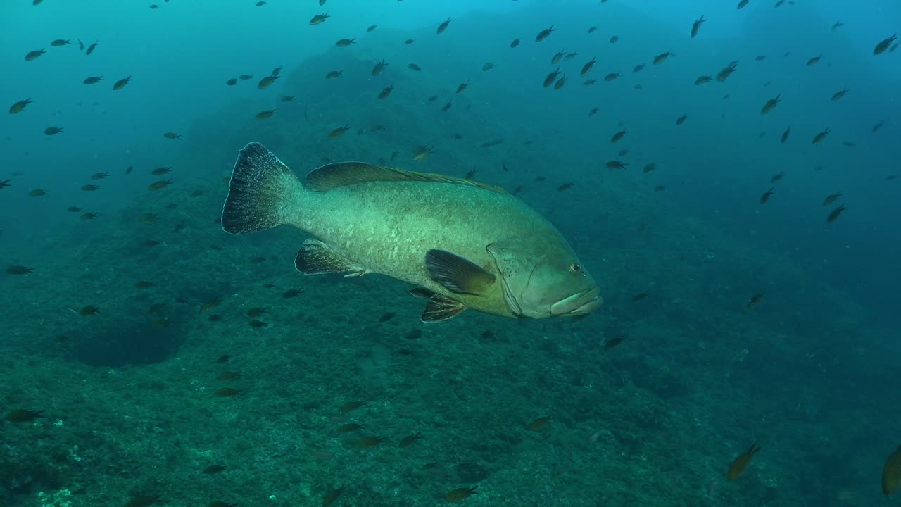 Mediterranean Grouper swimming close by on underwater reef in Spain