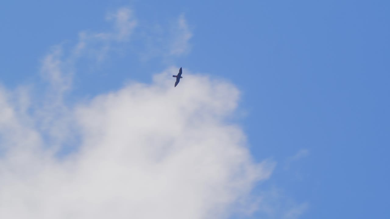 Bat Falcon Soaring in the blue sky with clouds over the Amazon rain forest of Peru hunting, circling falcon