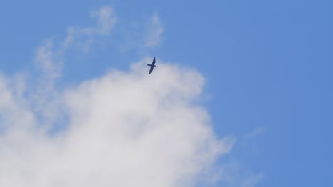 bat falcon soaring in the blue sky with clouds over the amazon rain forest of peru hunting, circling falcon