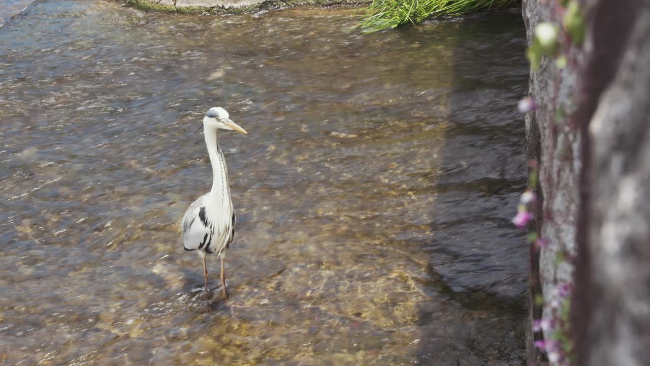 Grey heron gracefully standing in the flowing waters of the Kamo River in Kyoto, Japan.