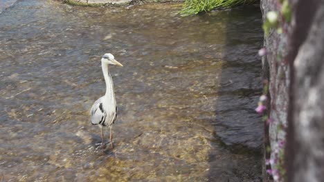 grey heron gracefully standing in the flowing waters of the kamo river in kyoto, japan.