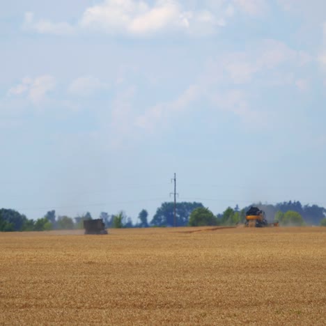 combine harvester in action on wheat field background. process of gathering ripe crop from the fields