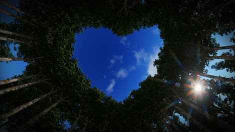 Looking up through a heart of trees, timelapse sunrise night to day, 4K