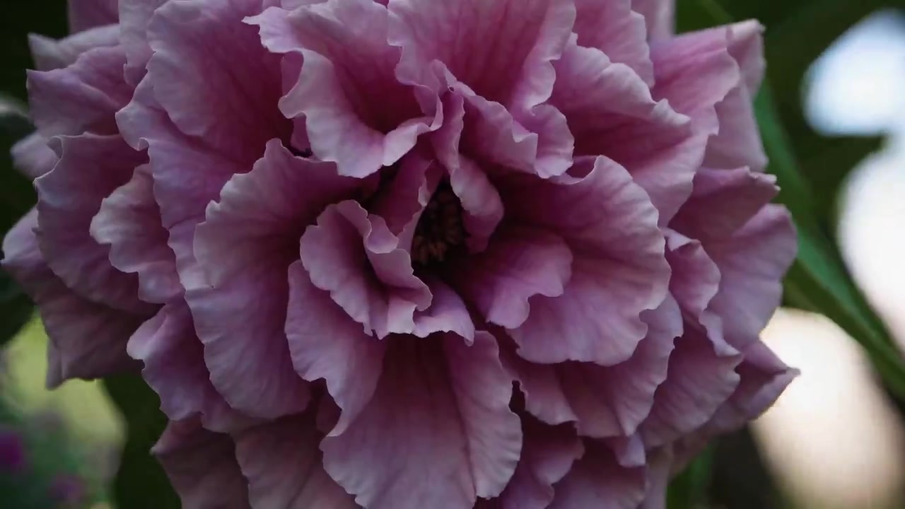 Sentiero di giardino rigoglioso e primo piano di una peonia rosa in fiore
