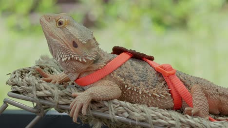 Lagarto-Espinoso-Con-Arnés-Para-Caminar