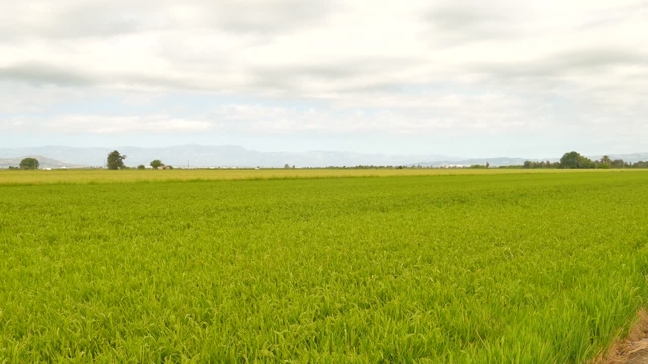 paisaje verdoso de una tierra agrícola con campos de arroz