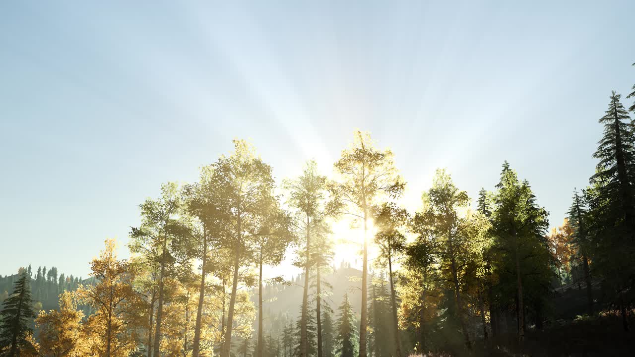 나무들을 가로지르는  ⁇ 빛