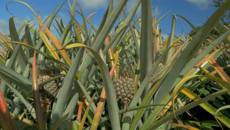 view of pineapple plants farm in summer season against blue sky mauritius island