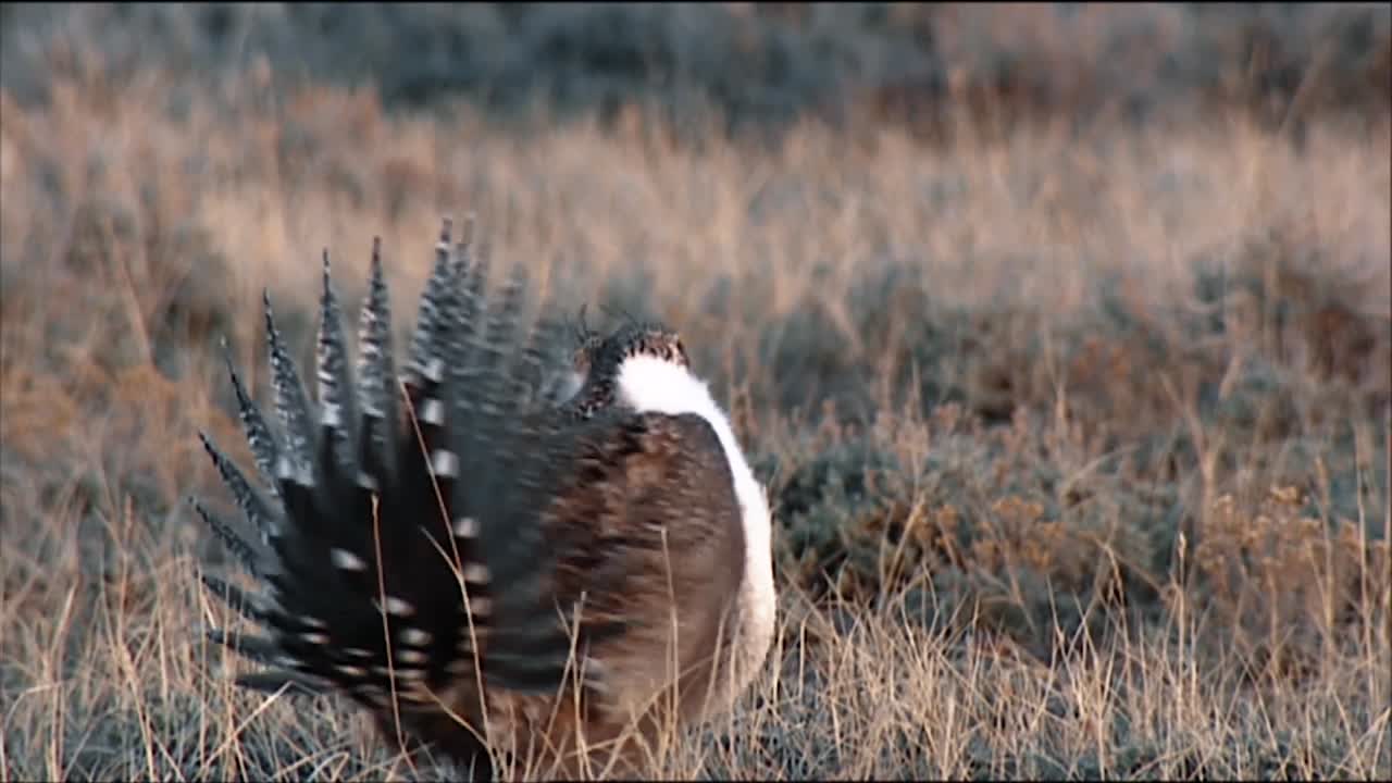 el urogallo del cepillo de salvia se ve en el cepillo
