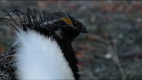 sage brush grouse are seen in the brush