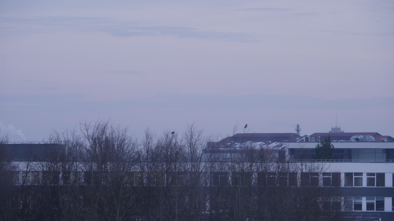 Two birds take off from the tree top almost on the same time.