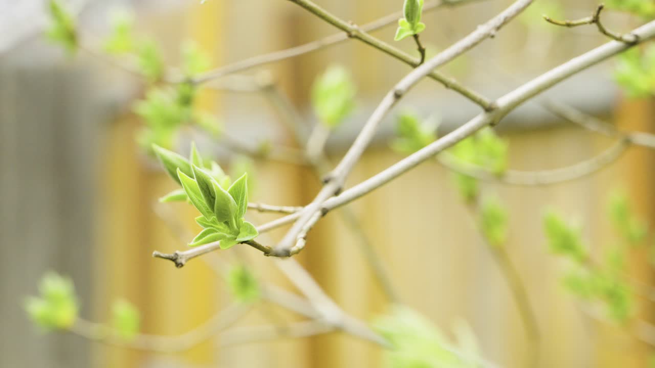Lilac Tree Blooming in Spring with Cedar Fence Background