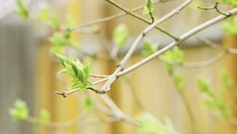 Lilac-Tree-Blooming-in-Spring-with-Cedar-Fence-Background