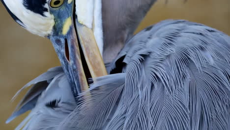 close-up of a heron preening its feathers