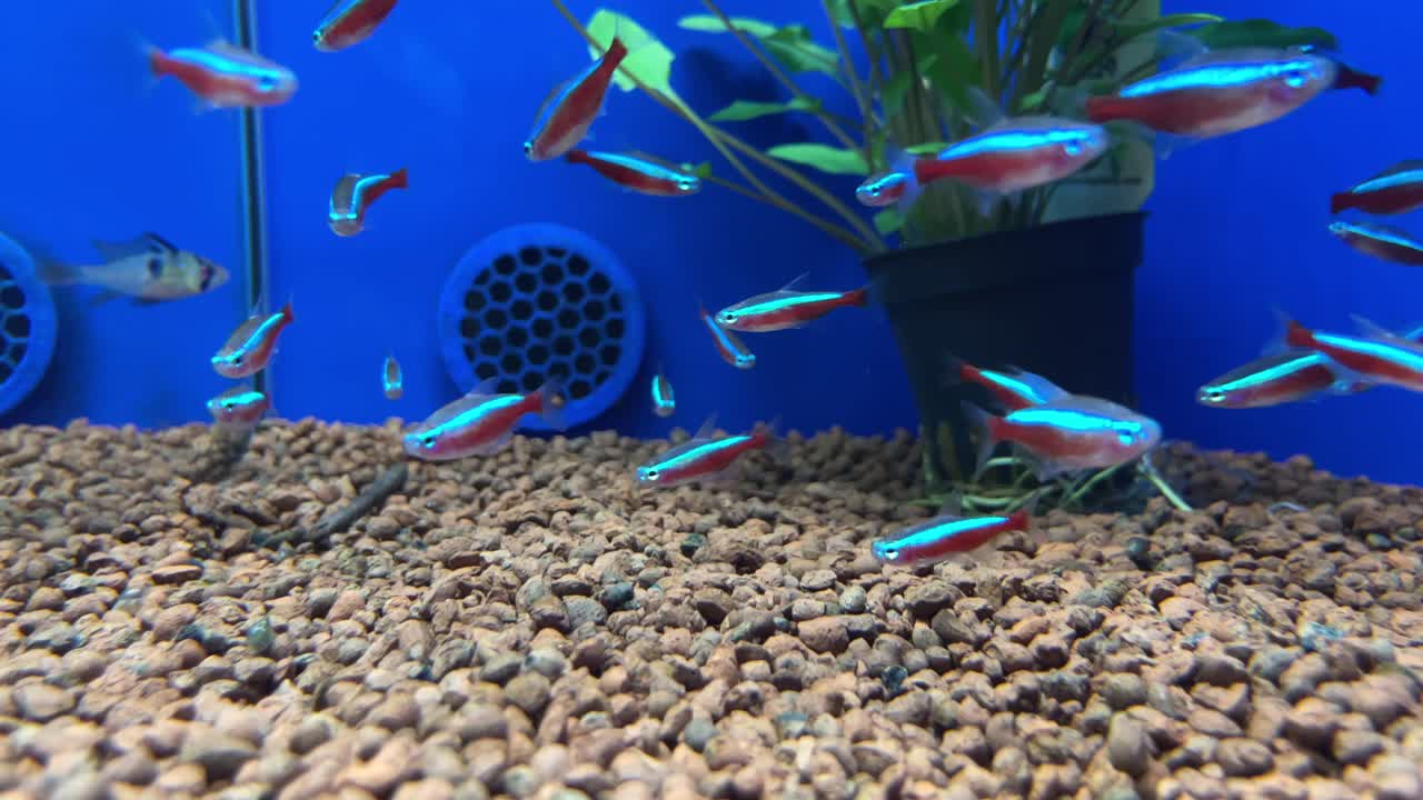 muchos peces tetra de punta plateada en cámara lenta en un acuario de tienda con fondo azul