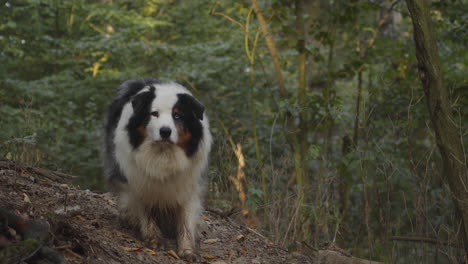 australian shepherd dog sits in forest, catches sight of something and chases after it