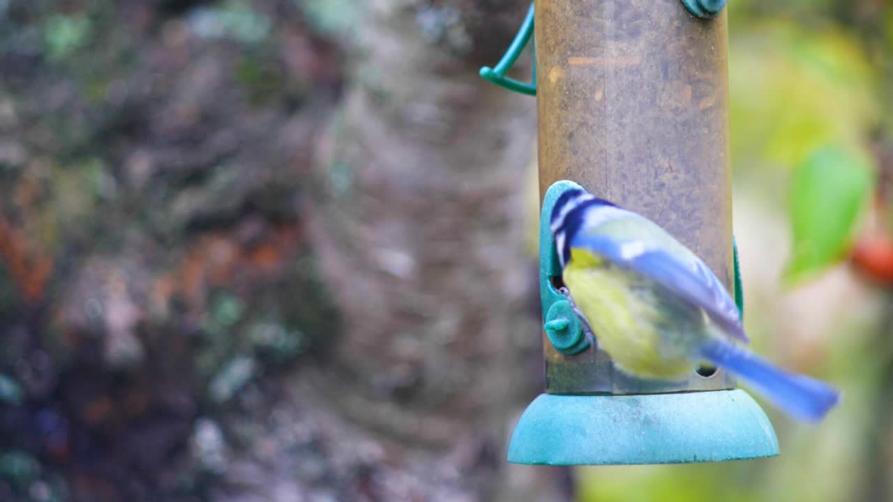 새 모이통으로 날아가서 씨앗을 먹는 새들의 hd 슈퍼 슬로우 모션 영상