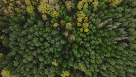 establishing aerial view of the autumn forest, yellow leaves on trees, idyllic nature scene of leaf fall, autumn morning, wide birdseye drone shot moving forward