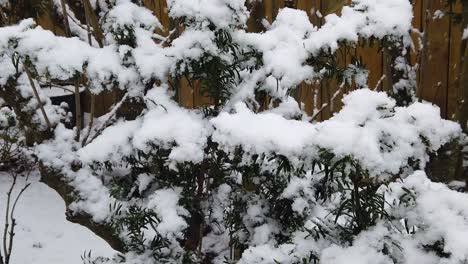 first snow off the winter falling on trees in a garden in iceland