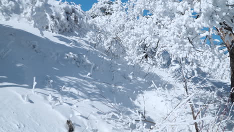 Snowdrifted-Slope-and-Snow-Capped-Trees-in-Cold-Sunny-Weather-in-Norway-Forest