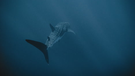 Walhai-Mit-Atemberaubender-Schwanzflosse-Schwimmt-Mühelos-Im-Mystischen-Blauen-Wasser-Mit-Lichtstrahlen