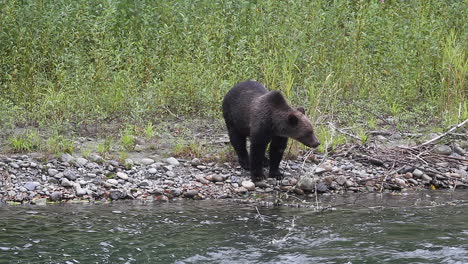 l'orso grizzly maschio adulto solitario cerca nel fiume la deposizione delle uova di salmone