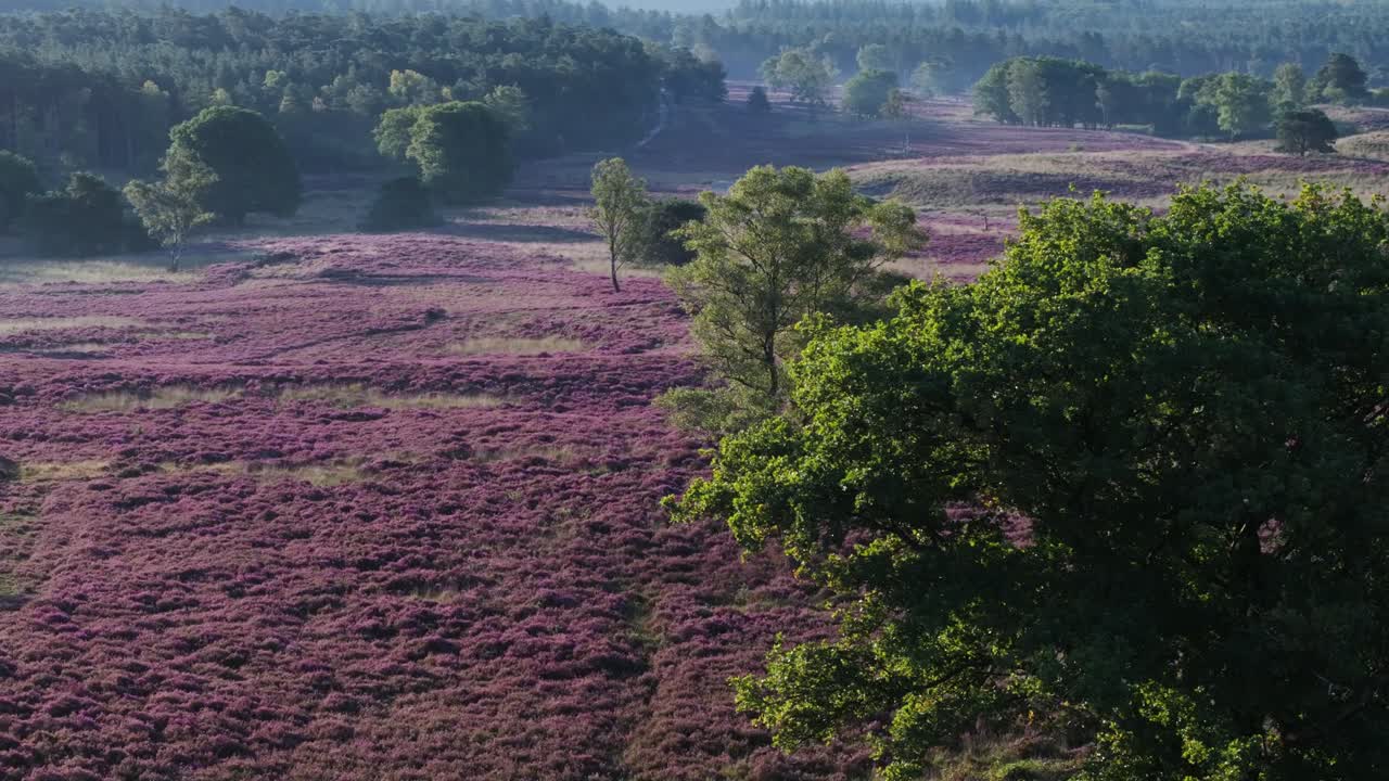 Schilderachtig heidelandschap met paarse bloemen