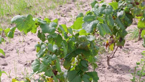 campos de uvas en las tierras de cultivo de la bodega durante un día soleado