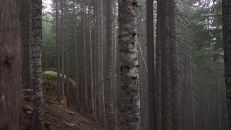 Mountainbiker-Durch-Neblige-Bäume-Im-Wald