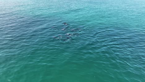 Pod-of-dolphins-in-shore-of-Socotra-Island,-Yemen-Aerial-shot