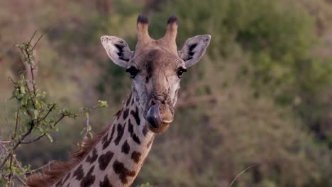 close-up of a giraffe in the african savanna