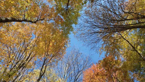 disparo en ángulo bajo de árboles de gran altura en la temporada de otoño, cielo azul en segundo plano.