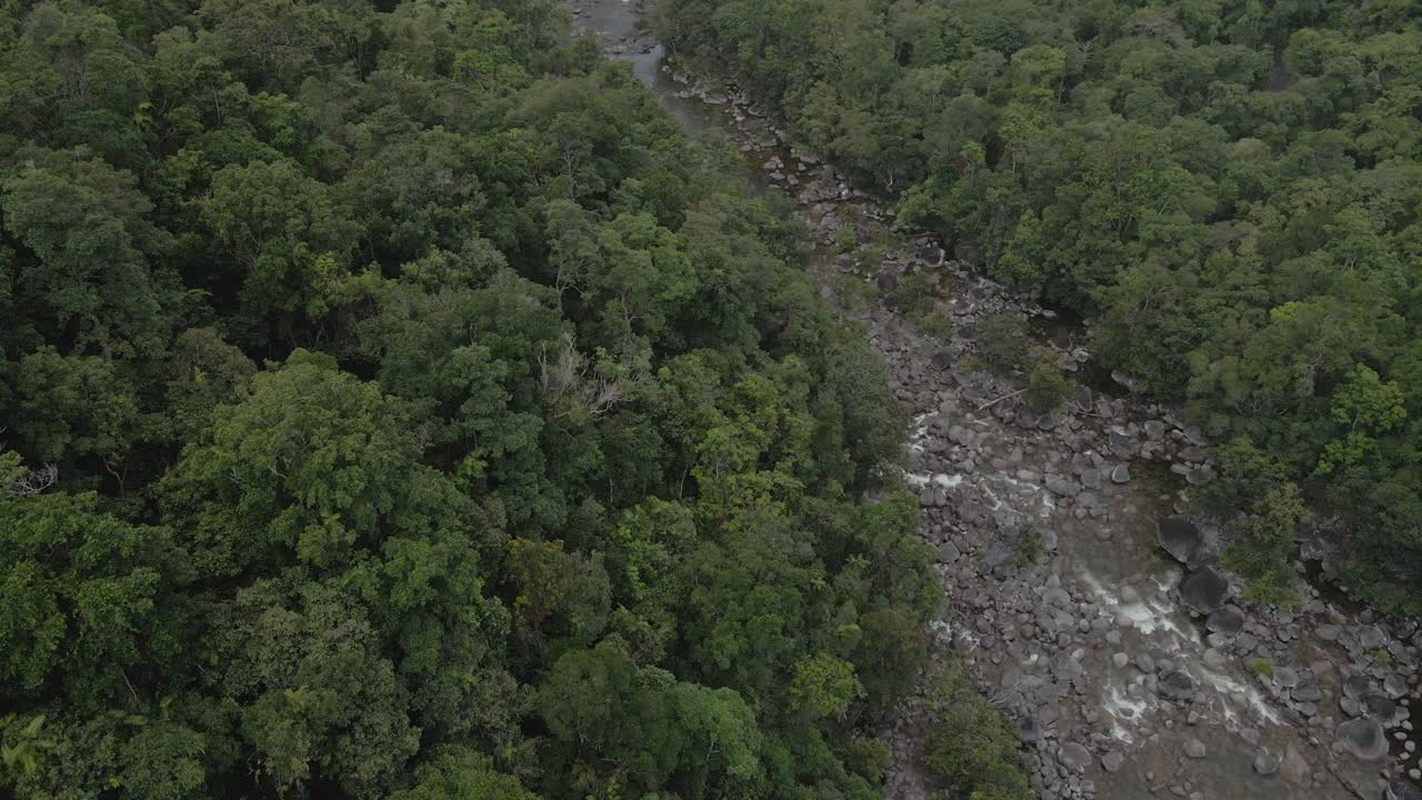 densamente árboles en el bosque junto al río en mossman gorge en douglas shire, queensland, australia