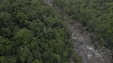 Densely-Trees-In-Forest-By-The-River-At-Mossman-Gorge-In-Douglas-Shire,-Queensland,-Australia