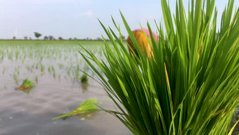 close up of women, busy in planting paddy seedlings in india