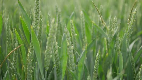 Close-up-of-green-Wheat-plants-blowing-in-the-wind