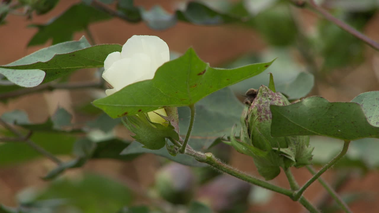 cápsula de algodón floreciendo en el campo brasileño