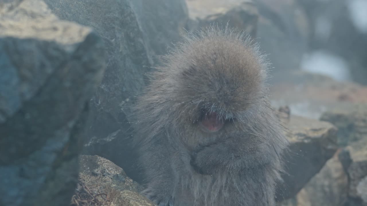 A playful Japanese snow monkey explores a small waterfall in the misty onsen of Jigokudani, surrounded by a snowy winter wonderland.