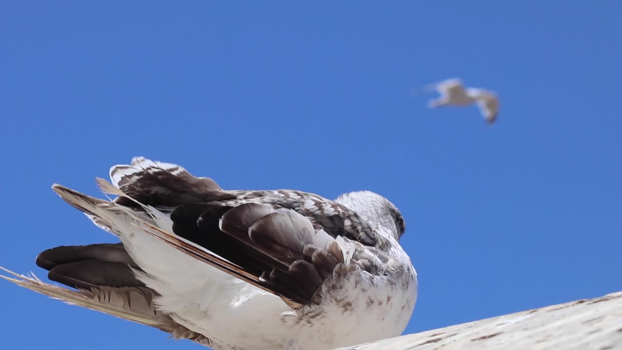 Fly with the seagulls above Essaouira's sparkling sea