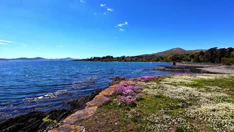 irlanda lugares épicos flores silvestres cubren la costa hermoso paisaje natural en la península de beara oeste corcho en el camino salvaje atlántico