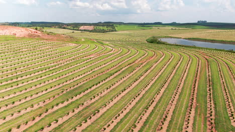 rows of crops at large coffee plantation in brazil, wide rising aerial