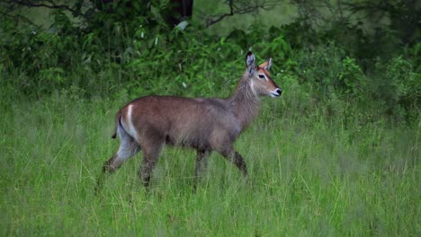 Weiblicher-Wasserbock,-Der-Das-Offene-Grasland-Erkundet-Und-In-Tarangire,-Tansania,-Isst