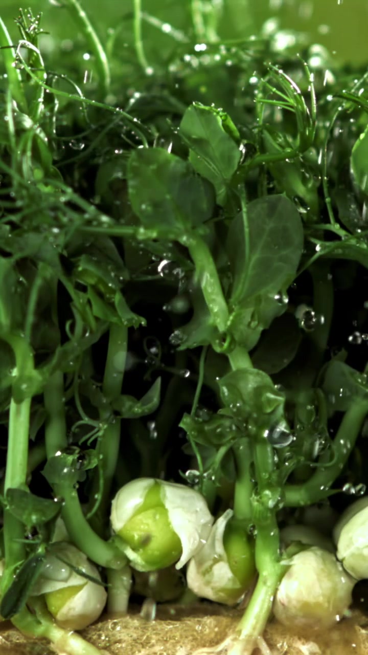 Goccioline d'acqua che cadono su micro-ortaggi freschi di pisello verde