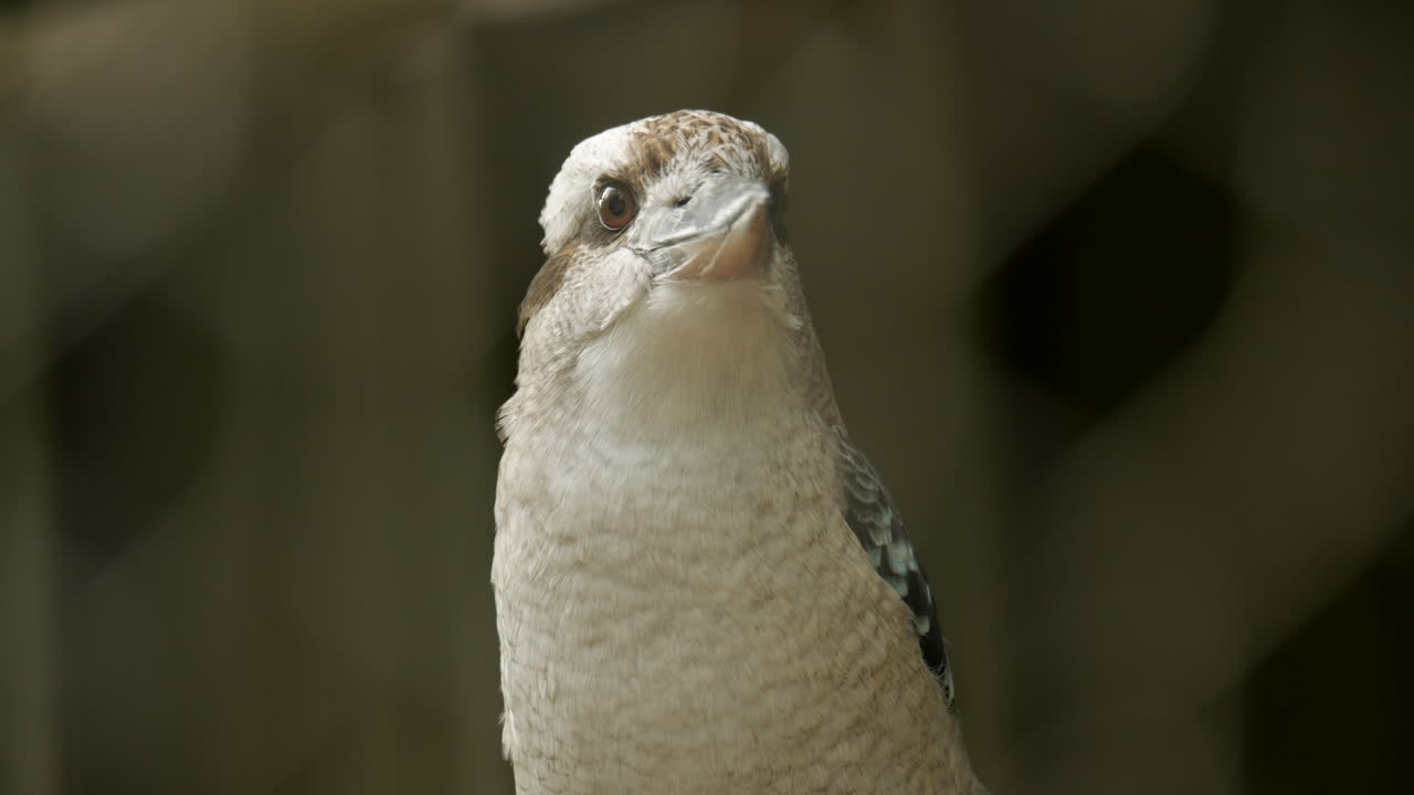 kookaburra australiano nativo de alas azules dentro de un santuario de vida silvestre