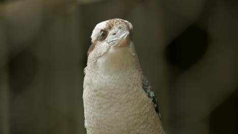 kookaburra australiano nativo de alas azules dentro de un santuario de vida silvestre