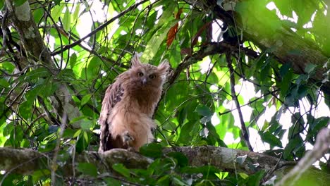 魚烏 (buffy fish owl) 是一個大型烏,但卻是四種烏中最小的