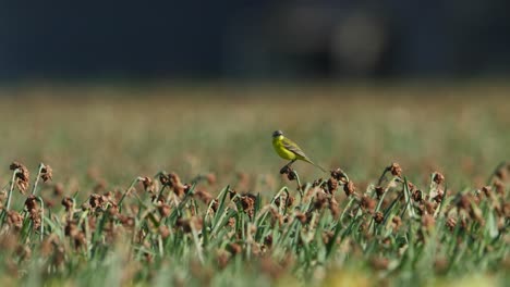cola amarilla en un campo